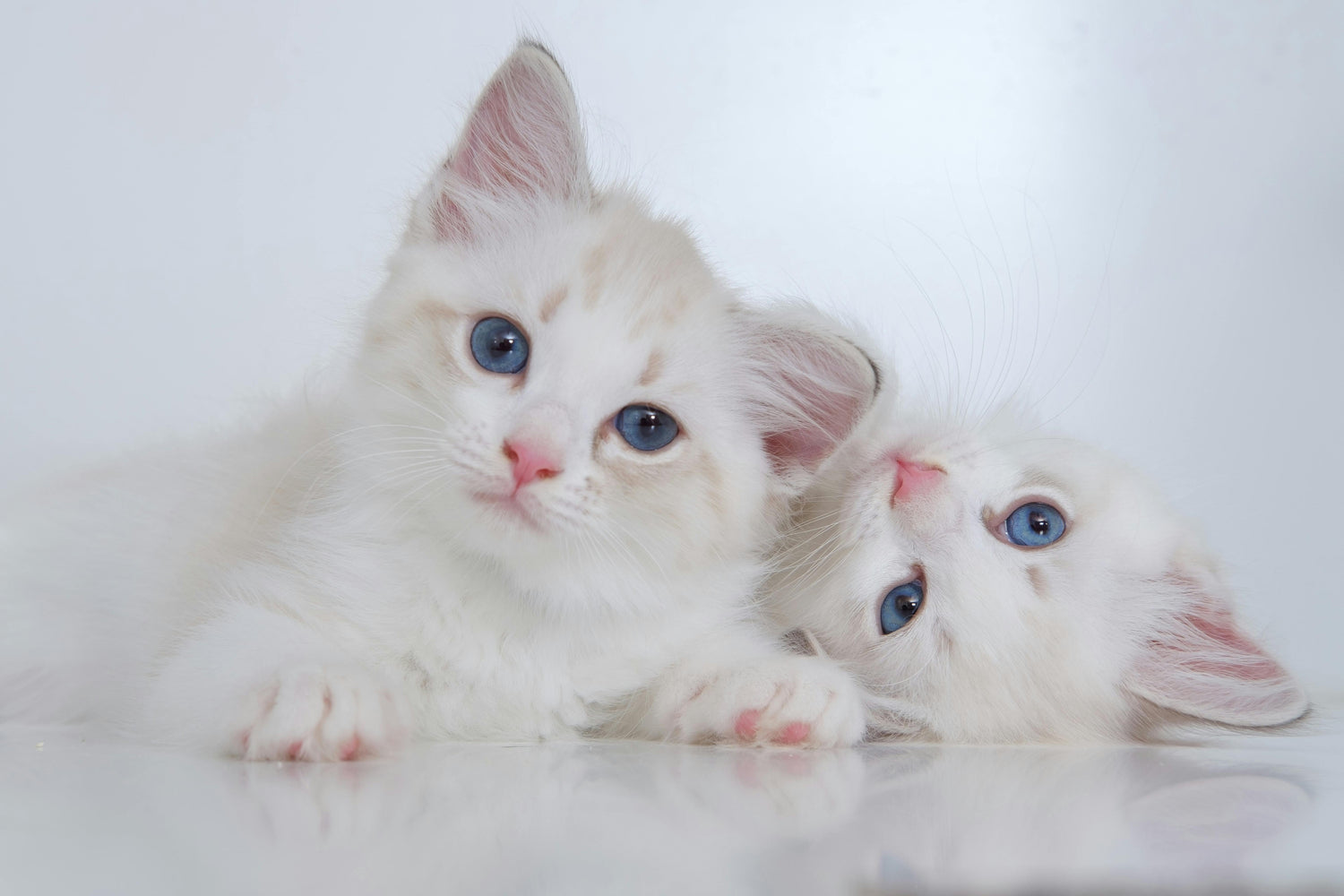 The Kitten Corner