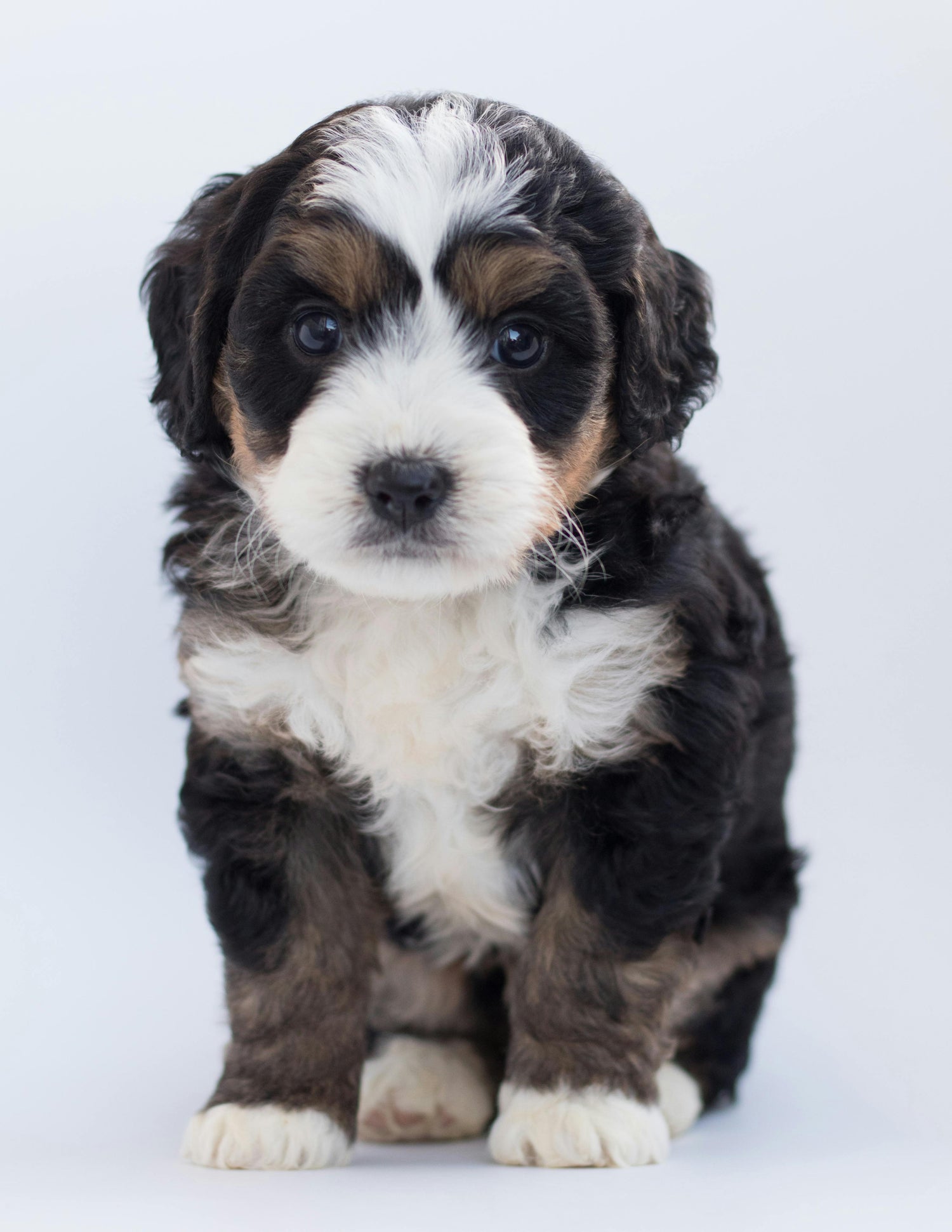 The Pup Stop